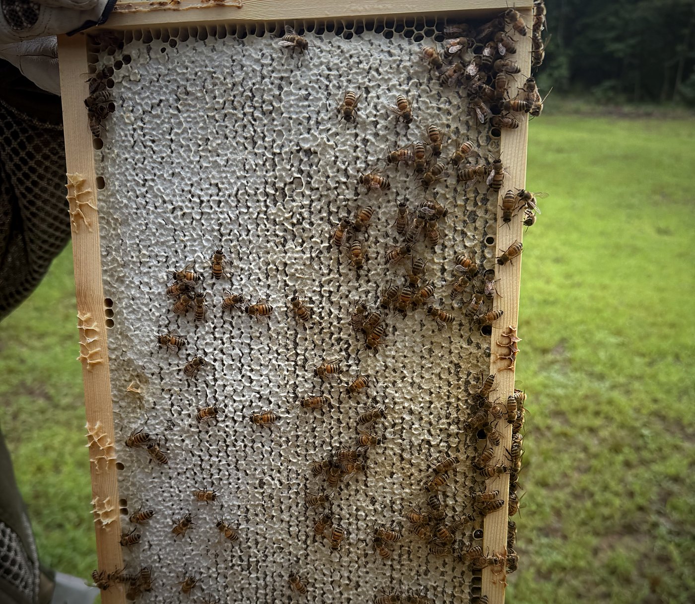 A gloved hand holding a frame of freshly drawn honeycomb dotted with bees